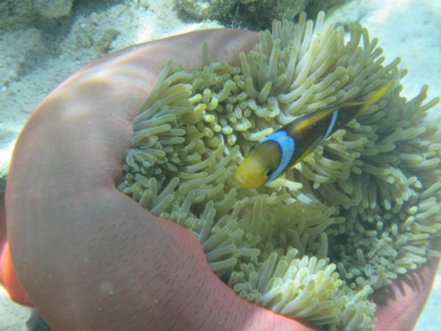 La Perle Tahaa Hotell Tapu' amu Eksteriør bilde